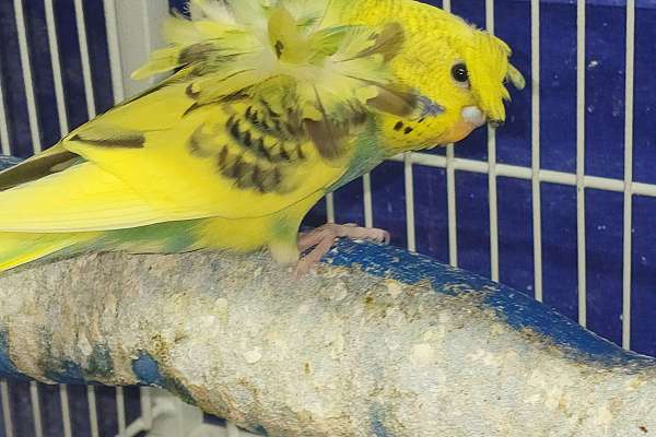 Hagoromo Japanese parakeet babies