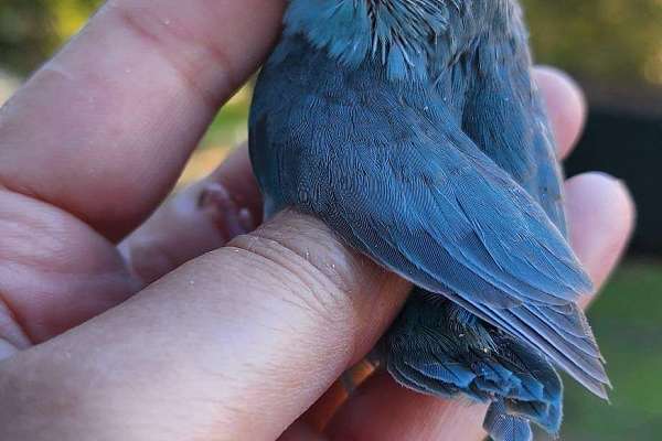 Parrotlet Female