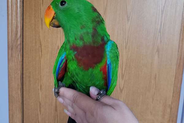 Male vosmaeri eclectus tame