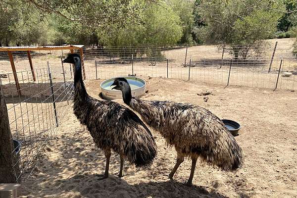 Emu breeding pair , Greater Rheas , Ostriches