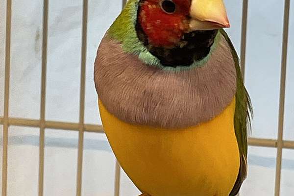 Lady Gouldian finch - Frito