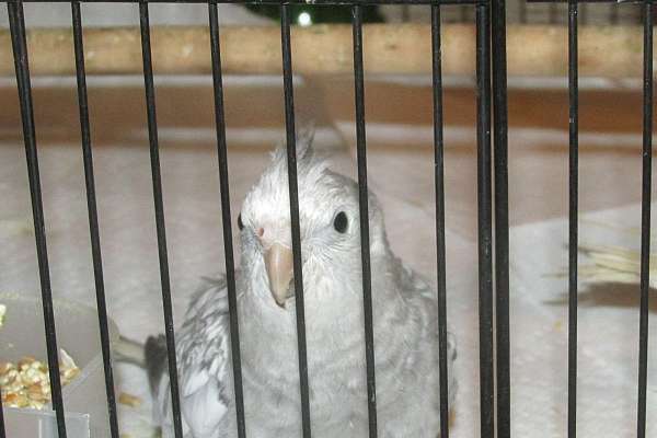 Cockatiel
