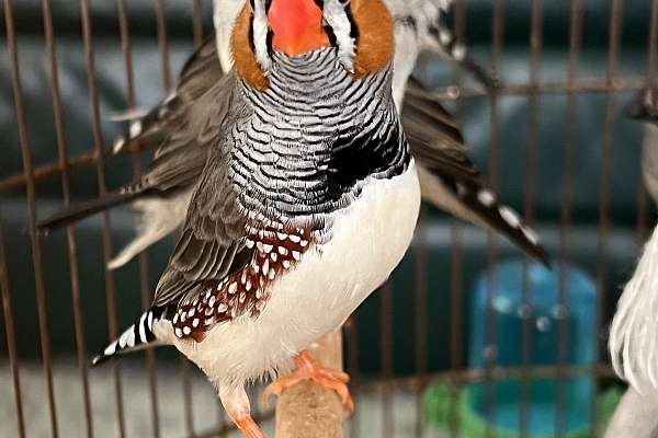 zebra-finches-ready-to-adopt