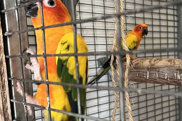 Breeding pair of sun conures