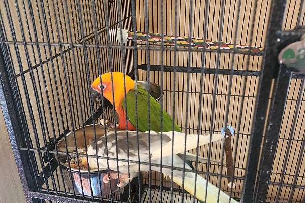 Jenday Conure and Cockatiel W/cage