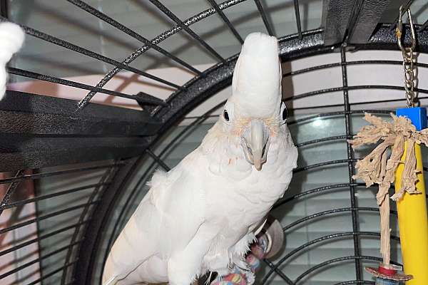 Super social cockatoo with cage