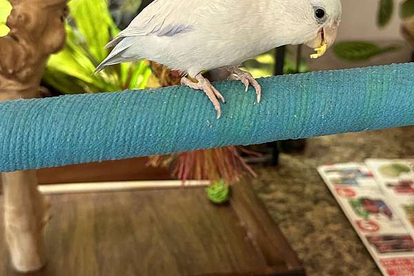 Parrotlet that does tricks & Talks! Comes with 2 cages.