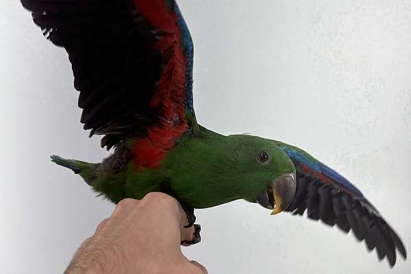 male-eclectus-baby