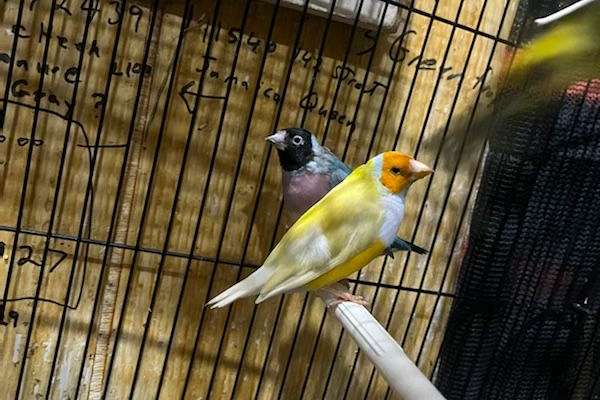 society finches sale