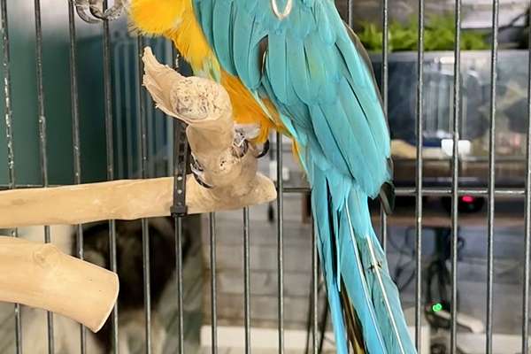 Picture of Blue throated macaw