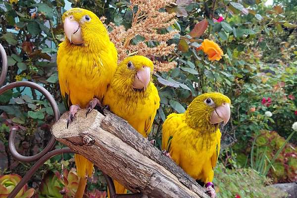 Golden conure babies