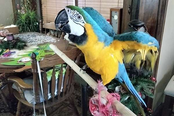 Curated visual reference: Visual Reference: Skyler Macaw
