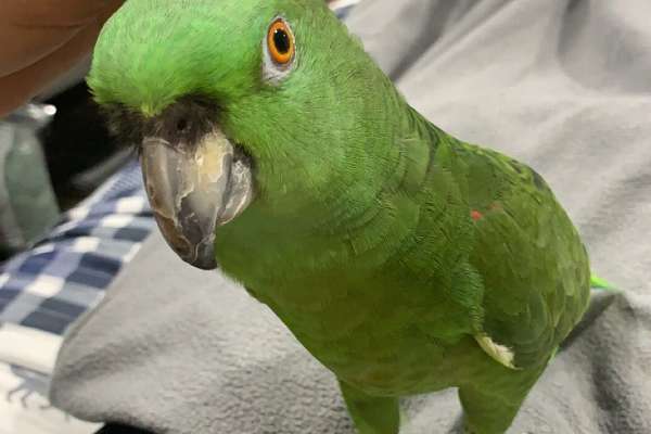 Young Yellow-Naped Amazon for sale/adoption