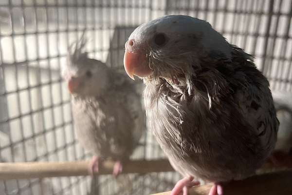 Baby White Face Cockatiels
