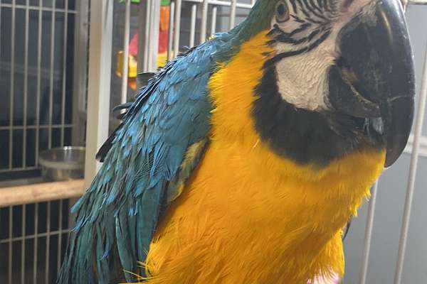 Blue and Gold Macaw Female