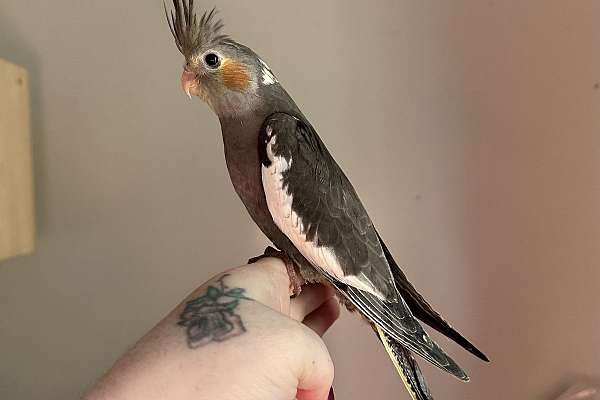 Male Hand Tame Baby Cockatiel