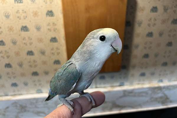 Cobalt Blue Lovebird handfed baby