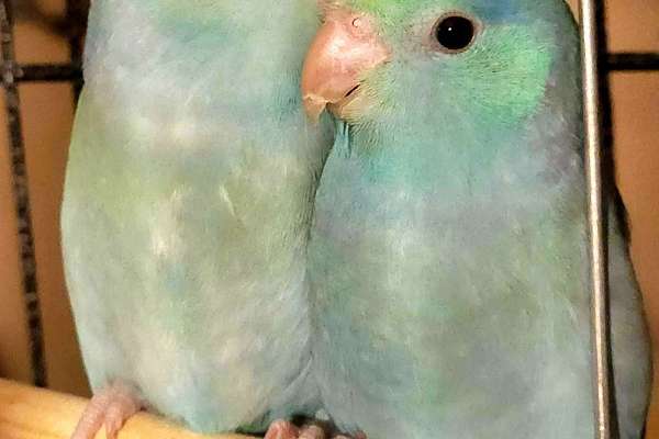 Male parrotlets - 10 weeks old - (1)Turquoise pied And (1) Turquoise