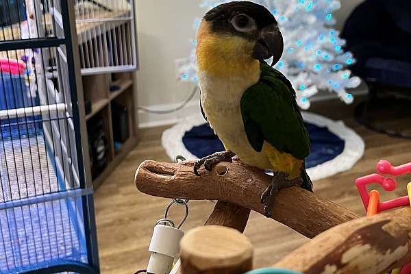 Sweet Male Caique for Sale