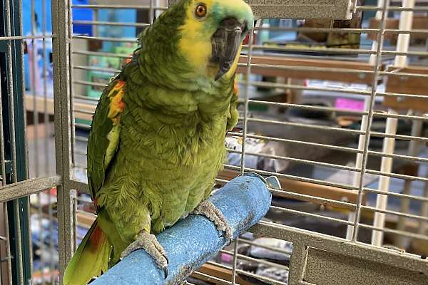 Blue Front Amazon DNA Male   Blue Front Amazon Parrot For Sale In Humble Tx 