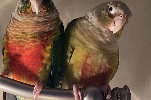 Bonded pair of green cheek conures