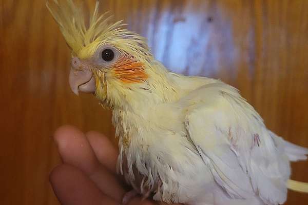 Cockatiel baby