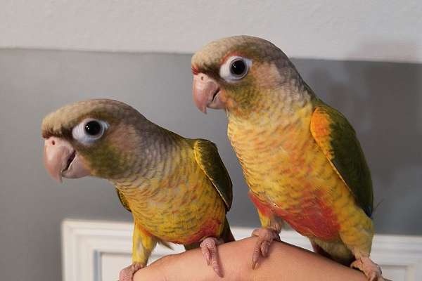 Green cheek conures DNA males tame