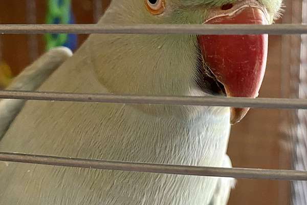 Adult female Indian Ringneck