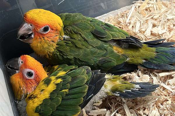 Very cute baby sun conure for hand feeding