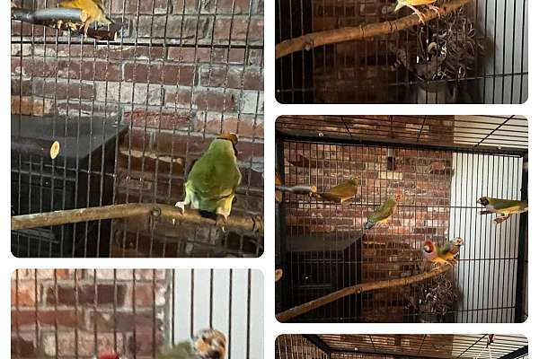 Lady Gouldian Finches