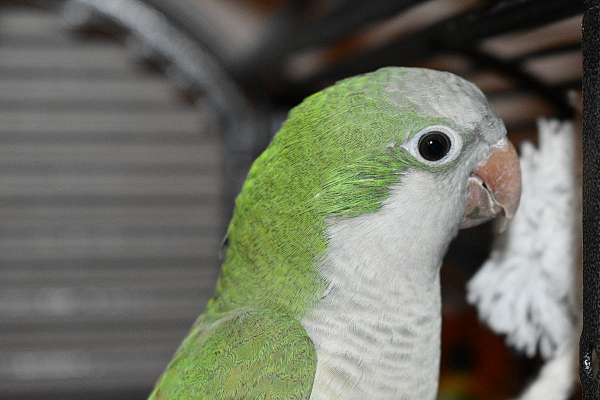 Quaker Parrot