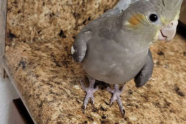 Grey Cockatiel