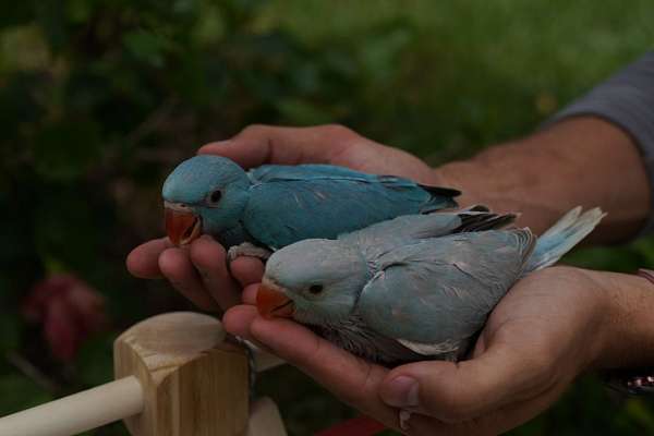 Indian Ringneck Parrot   Parrot For Sale 