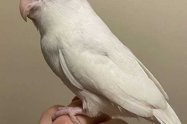 Albino Parrotlet