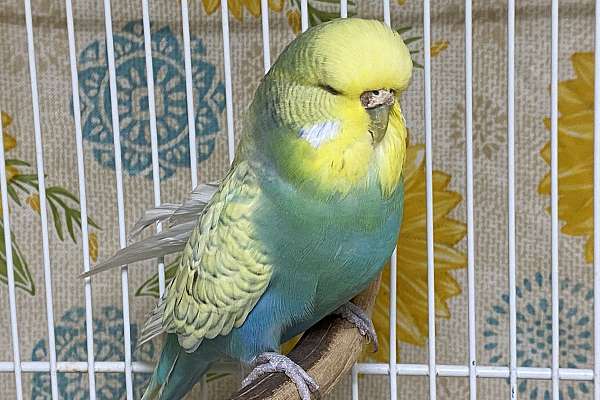 English Budgie