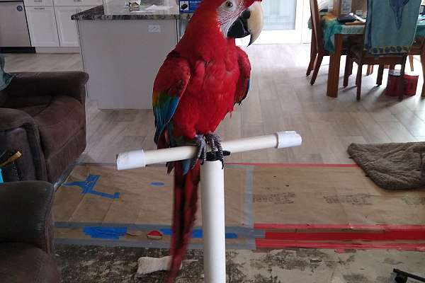 Ruby Macaw