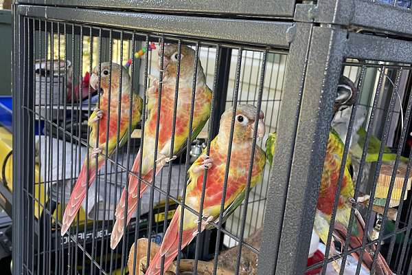 Pineapple conures