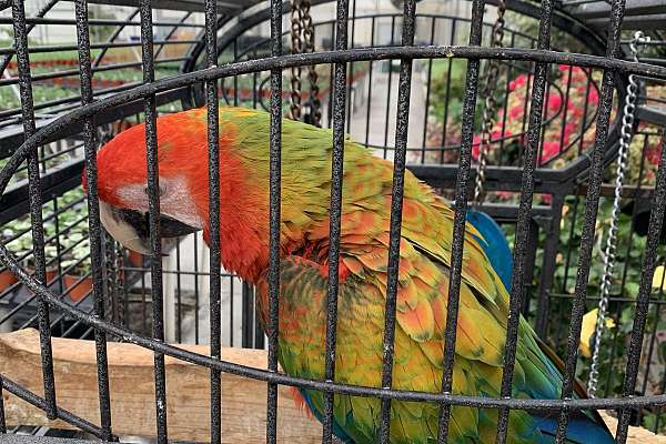 Camelot Macaw Female Year Old