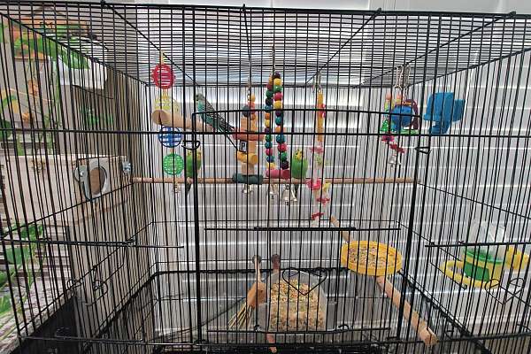 SOLD - 4 Budgies need a new home. With full size Cage, Stand and food.