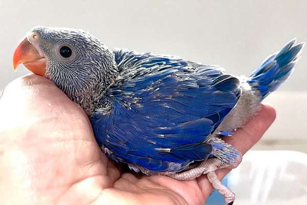 Violet Indian Ringneck Babies