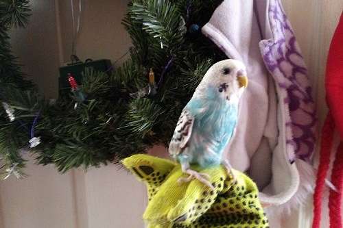 Indoor Aqua Male Parakeetbudgie Pickup Available