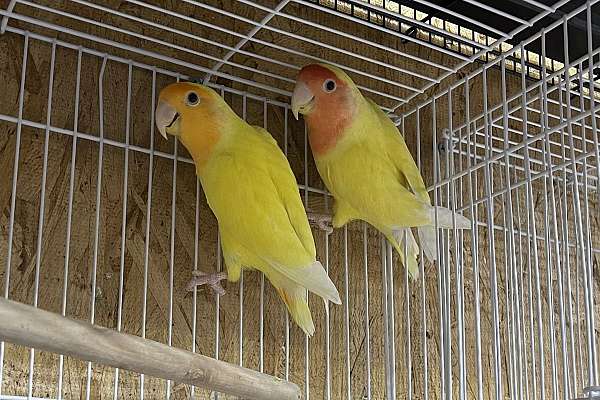 Pair of lovebird