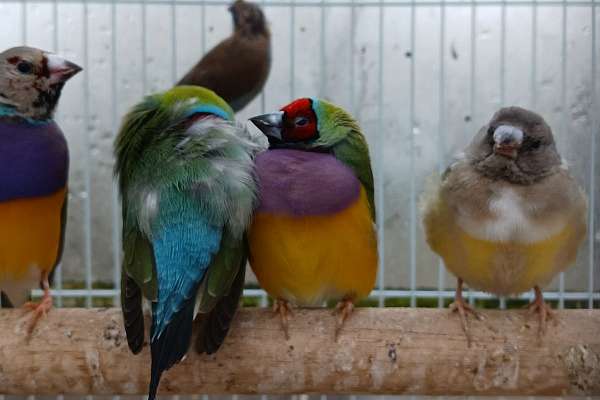 Finches 25 Different Breeds Available