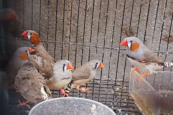 Zebra Finches