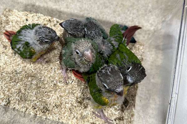 Green Cheek Conure Babies