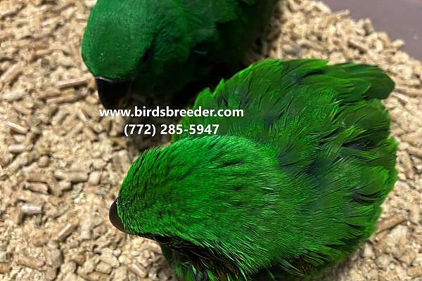 Baby Pure Vosmaeri Eclectus Available At $3,000 If 2 Taken Each Time