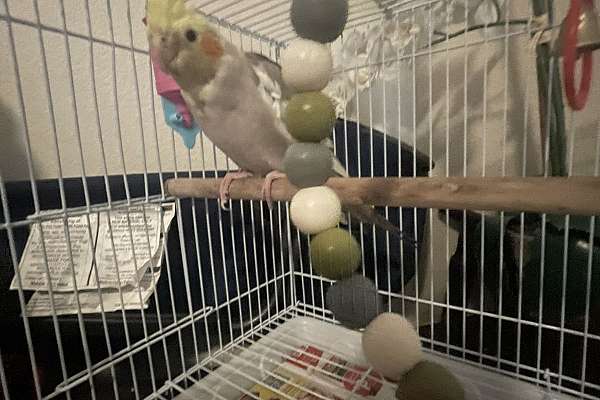 Male Unkown Age Cockatiel for Sale Pickup Only Comes With Cage