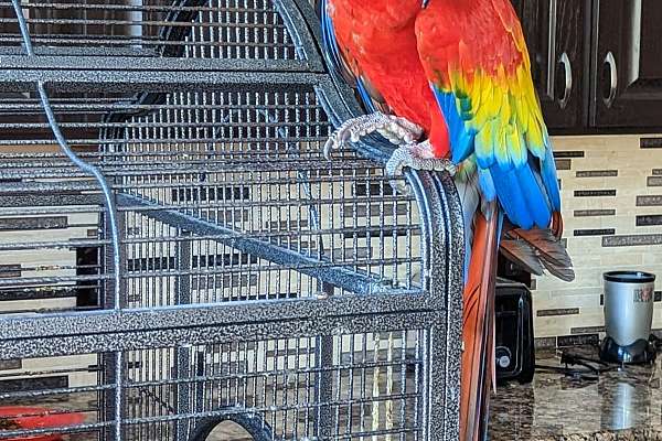 Playful Scarlett Macaw