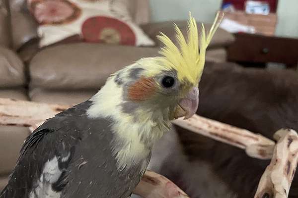 Beautiful Baby Cockatiel