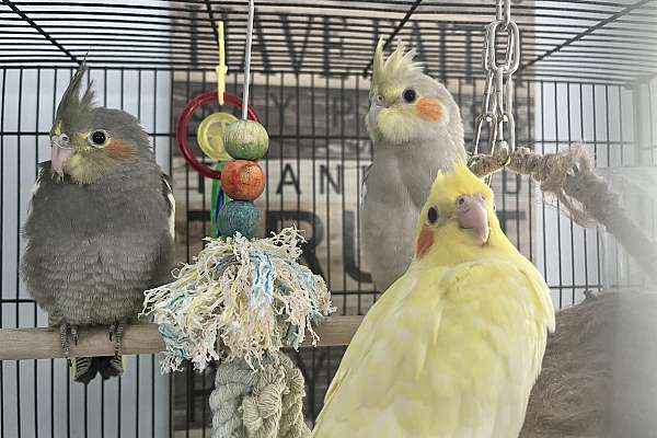 Four baby cockatiels